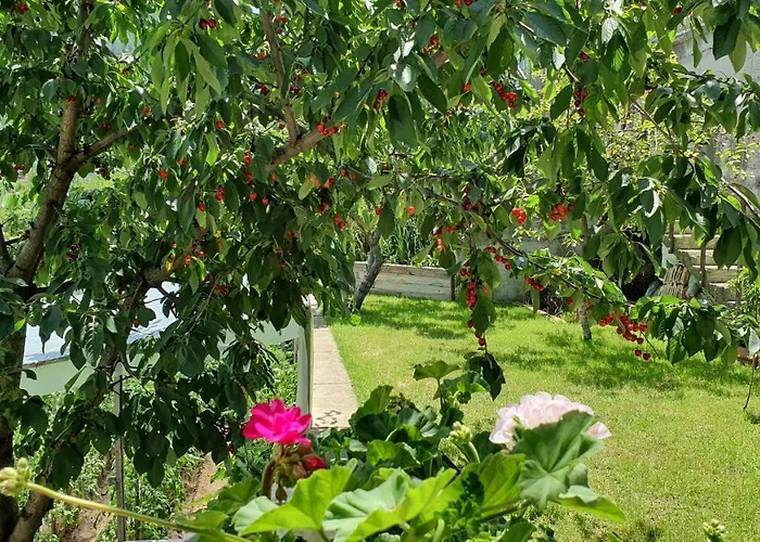 солакови ** 4*